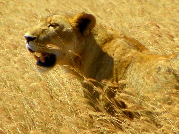 lion