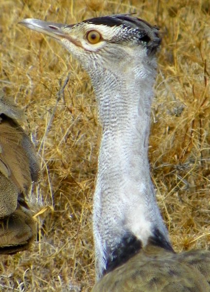 bustard