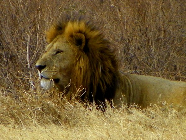 lion