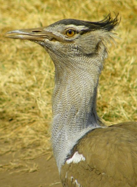 bustard