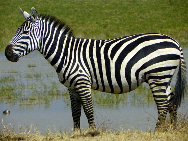zebra