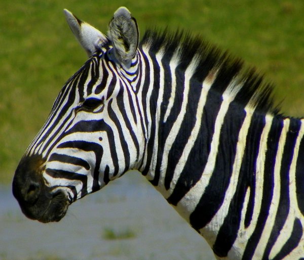 zebra