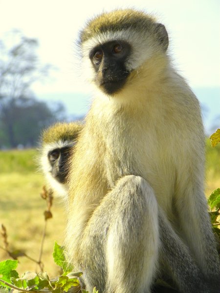 monkey
