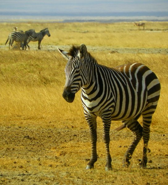zebra
