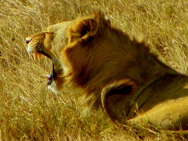 lion