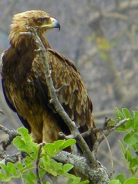 hawk eagle