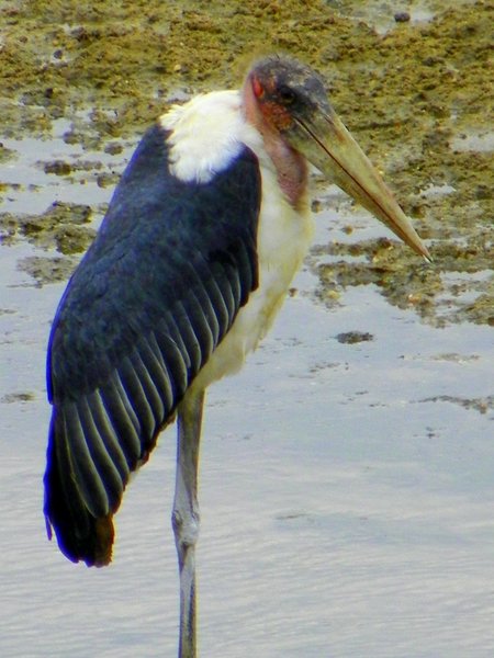 stork