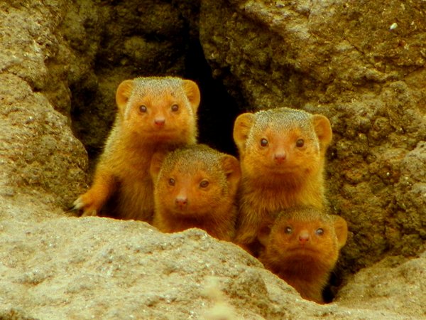 mongoose