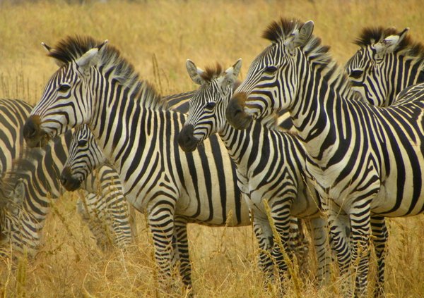 zebra