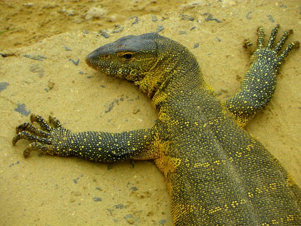 lizard