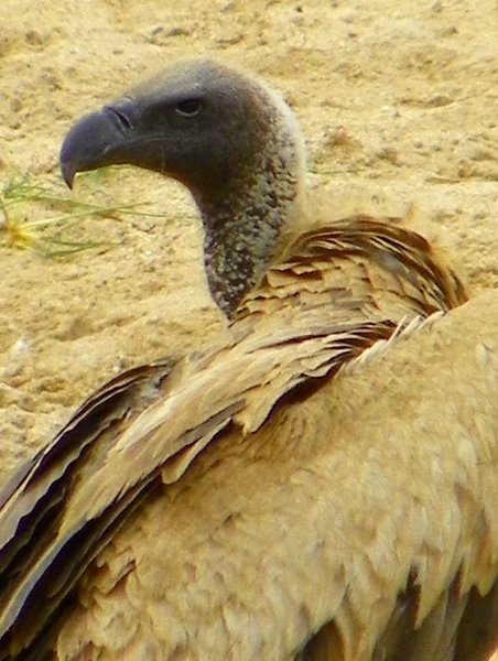 vulture