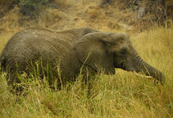 elephant