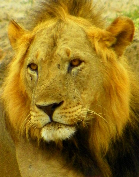 lion