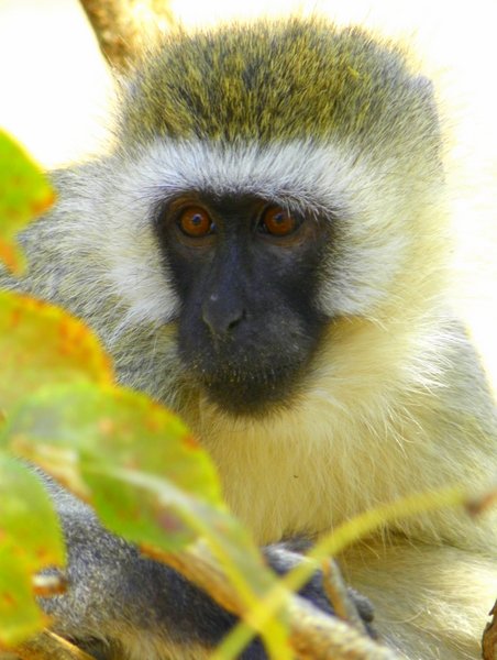monkey