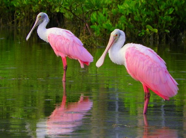 spoonbill