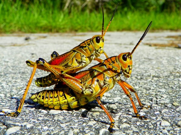 grasshopper