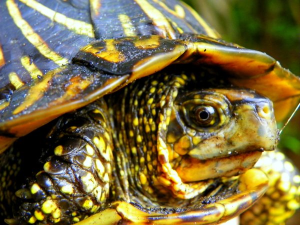 turtle