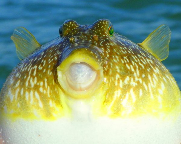 blowfish fish