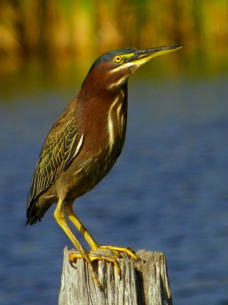 heron