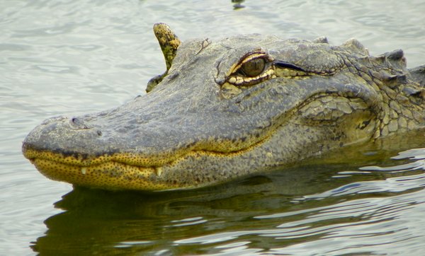 alligator