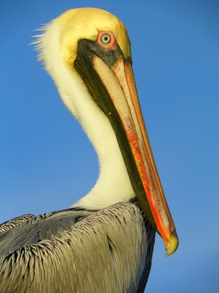 pelican