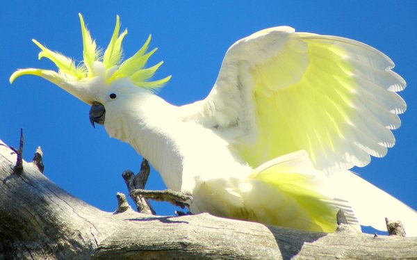 cockatoo