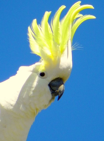 cockatoo
