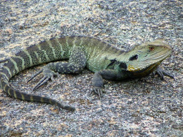 lizard