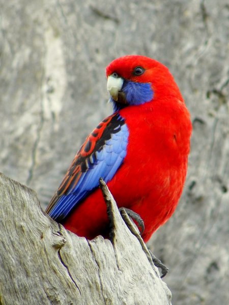 rosella