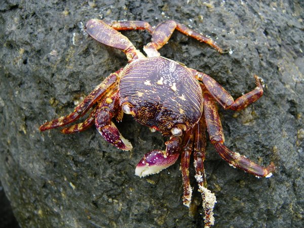 crab