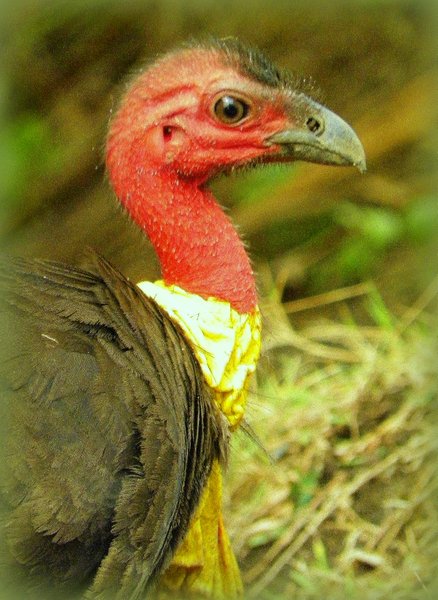 brush turkey