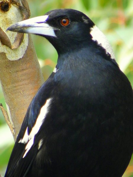 magpie