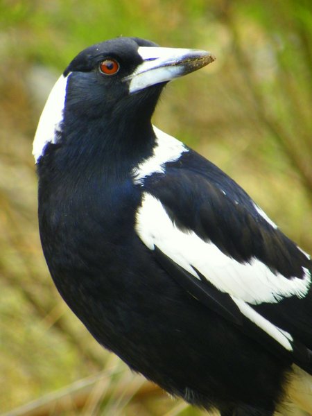 magpie