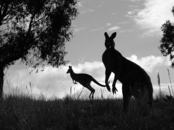 kangaroo