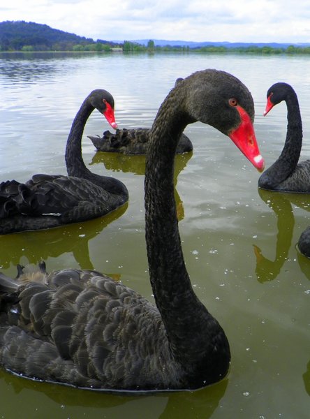 goose