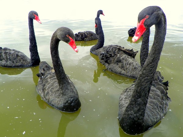 goose