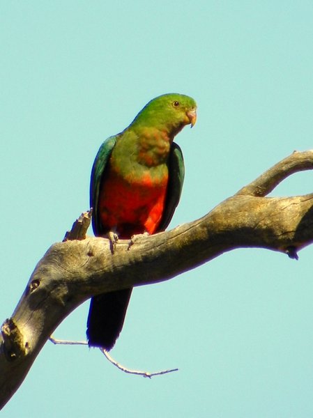 parrot
