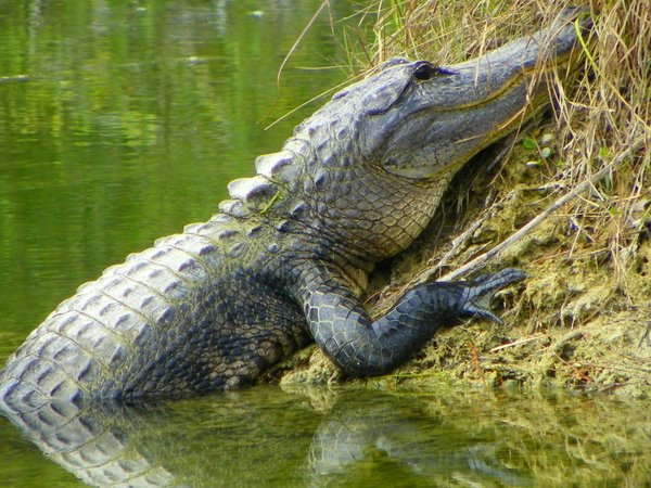 alligator
