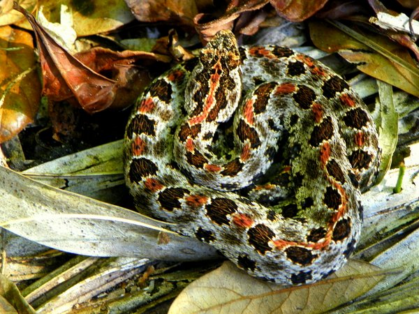 snake