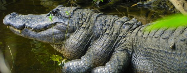 alligator