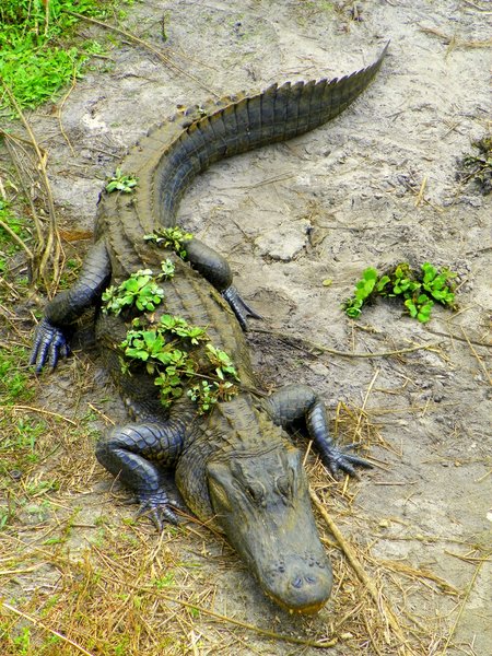 alligator