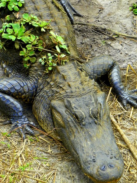 alligator