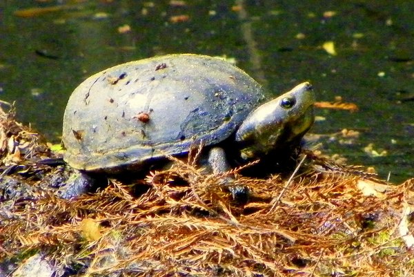 turtle
