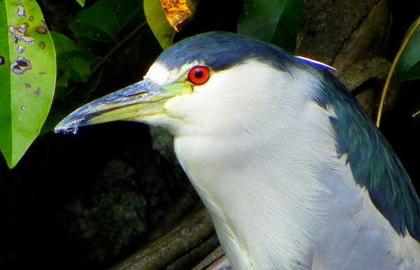 night heron