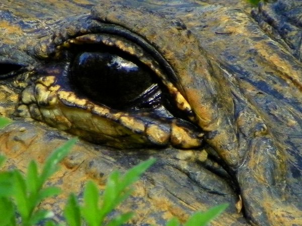 alligator