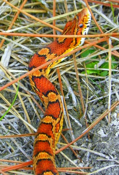 snake