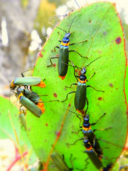 insect