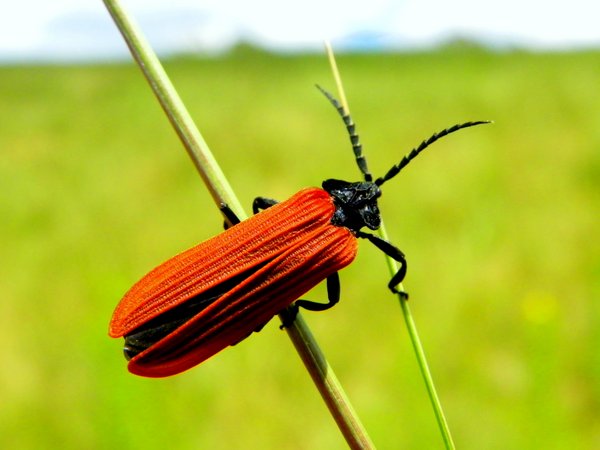 insect