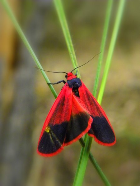 moth