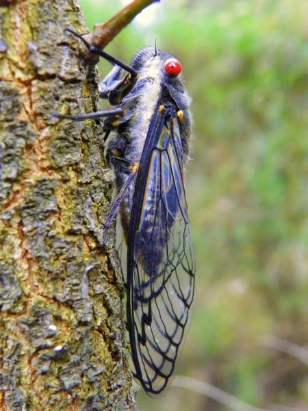 cicada insect